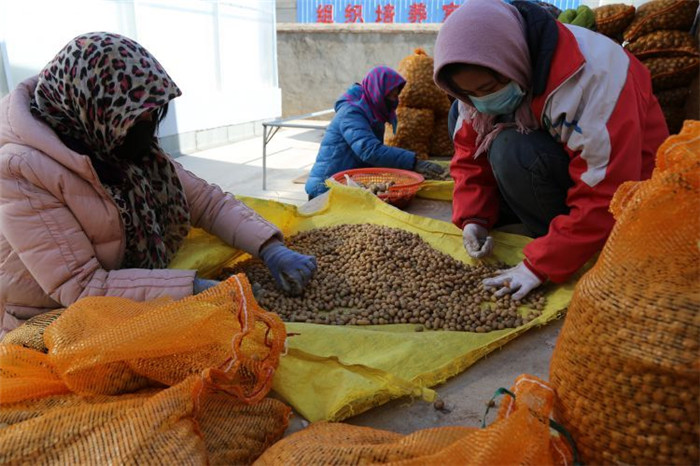 了不起！甘肅定西馬鈴薯良種出口7個(gè)國家
