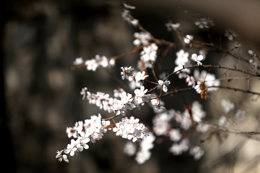 海報|花開隴原，甘肅這些景區(qū)正在復(fù)蘇！