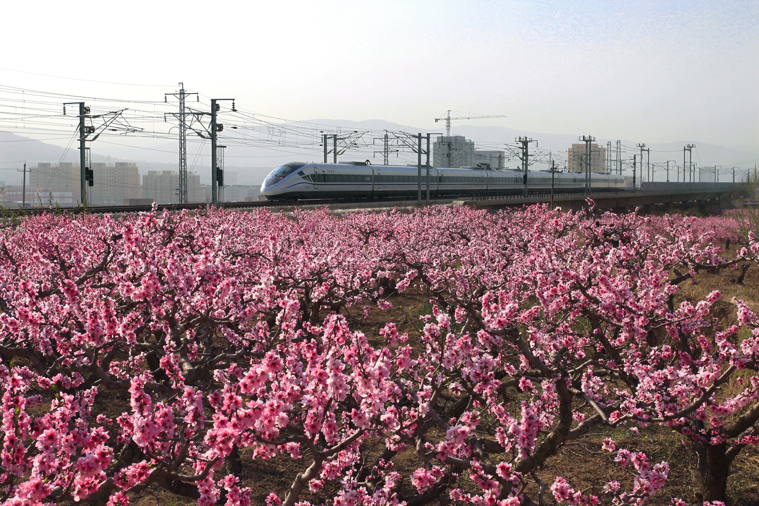 1586315634123393.jpg 楊芳云 《桃花盛開的地方》_副本.jpg