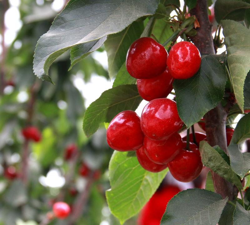 趕緊約起來！民勤紅旗谷櫻桃采摘園開園啦！