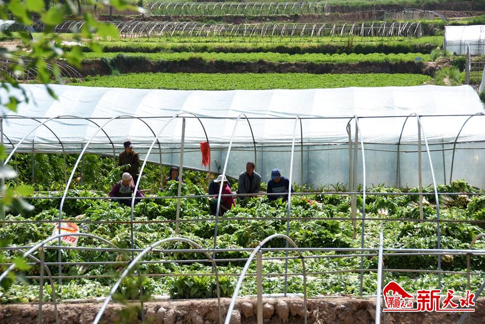 【脫貧攻堅(jiān)】武山：萬畝蔬菜大棚拓寬脫貧路