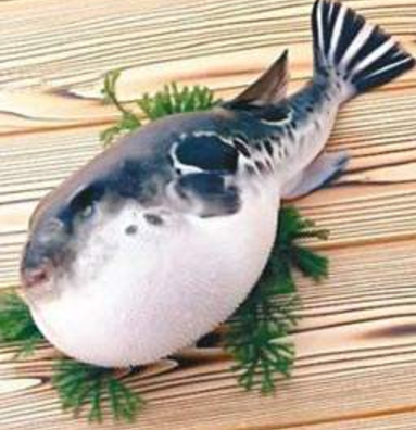 蘭州市市場監(jiān)督管理局發(fā)布通告禁止違法加工、經(jīng)營河豚魚