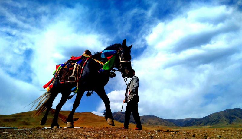 好消息！天祝被命名為“中國高原走馬之鄉(xiāng)”