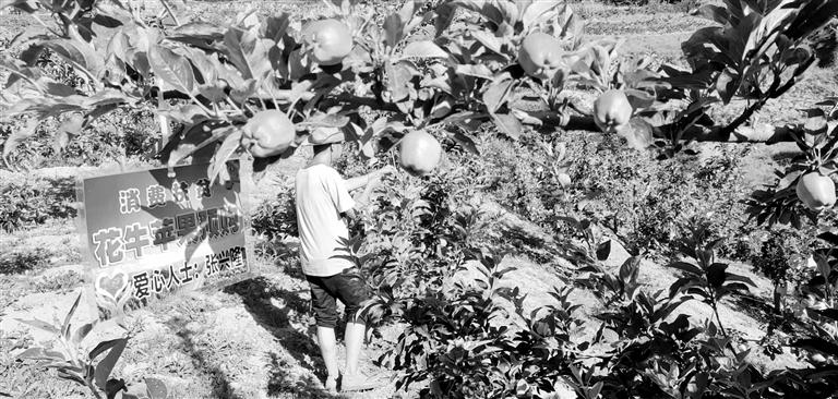 “于堡村果園”開張記——認(rèn)購“一棵樹”，結(jié)出“致富果”