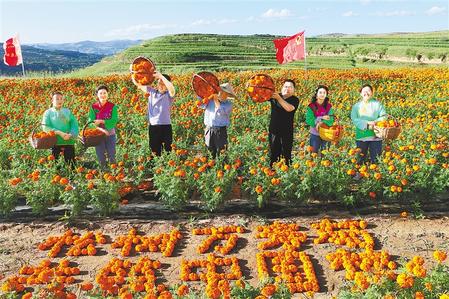 天水清水縣萬(wàn)壽菊迎來收獲季