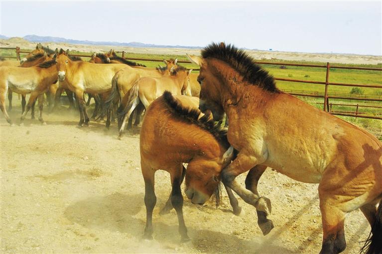 敦煌普氏野馬種群數(shù)量超過(guò)70匹