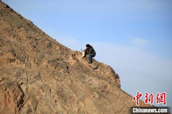 圖為敦煌“80后”畫(huà)家張杰龍?jiān)诙鼗腿Ｉ嚼锊杉V石顏料。(資料圖)受訪者供圖