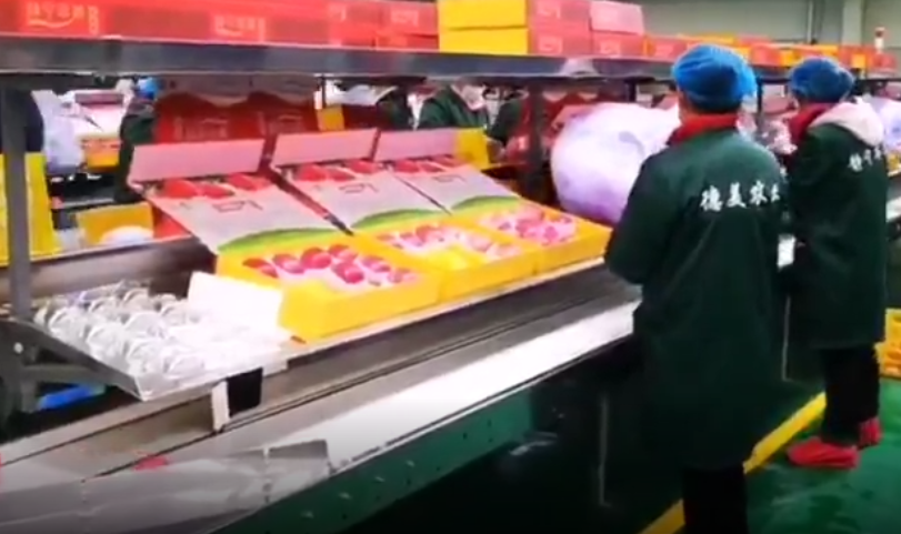 【獨家視頻】快訊丨甘肅省委副書記、代省長任振鶴在靜寧縣調(diào)研蘋果產(chǎn)業(yè)發(fā)展