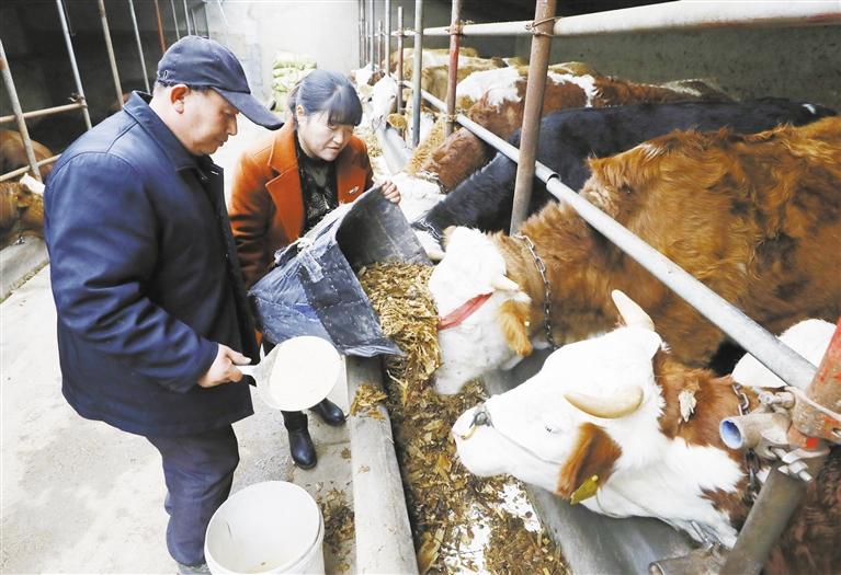 我和我的家鄉(xiāng)丨定西臨洮縣黨家墩村：“?！碑a(chǎn)業(yè)帶來(lái)“?！比兆?>
        </a><em>我和我的家鄉(xiāng)丨定西臨洮縣黨家墩村：“牛”產(chǎn)業(yè)帶來(lái)“?！比兆?/em></li>
    <li><a  target=