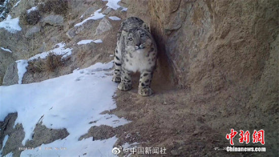 精靈漫步！甘肅阿克塞祁連山深處現(xiàn)雪豹身影