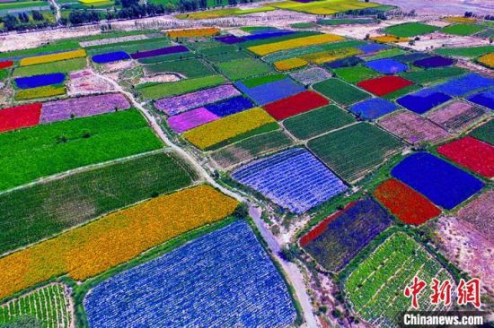 甘肅酒泉：除了天時(shí)地利，還有一“種”力