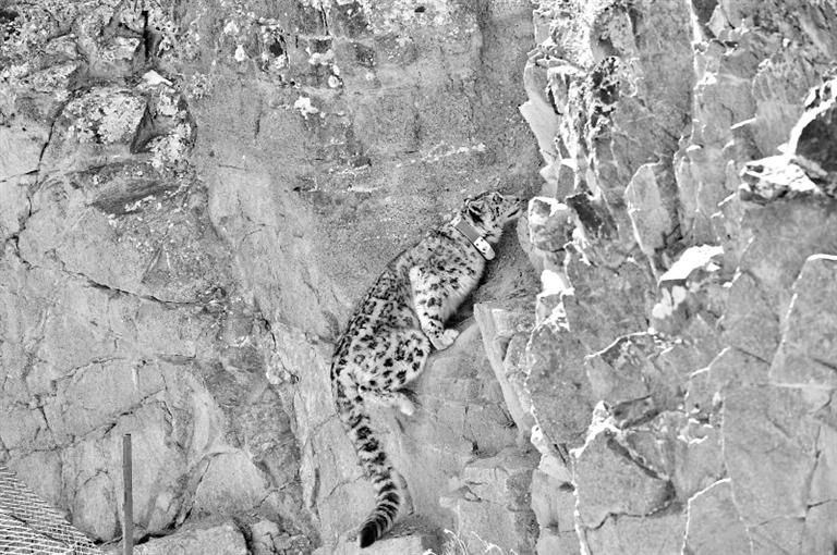 首例！肅北鹽池灣保護(hù)區(qū)一只雪豹被戴上定位項(xiàng)圈