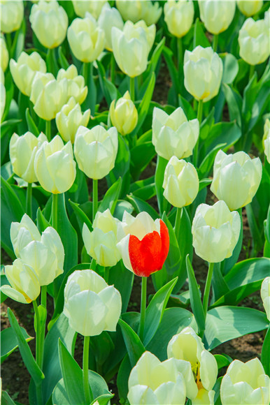 花叢中，別具一格。羅云希 攝