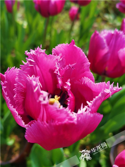 特色郁金香品種，花邊呈鋸齒狀。華龍網—新重慶客戶端記者 舒婷 攝