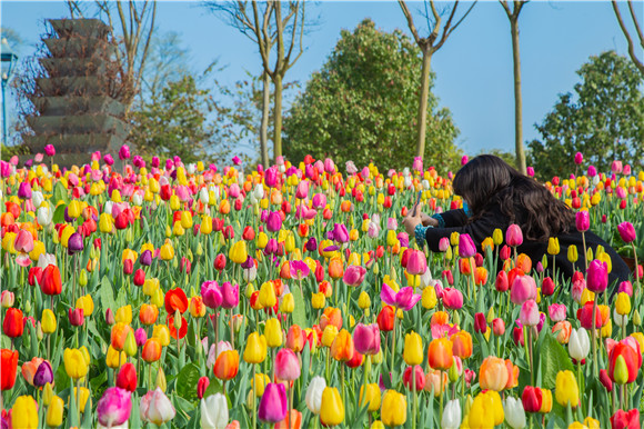 五顏六色郁金香花海。羅云希 攝