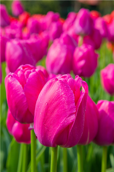 郁金香嬌艷欲滴。羅云希 攝