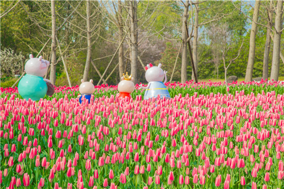 長壽湖郁金香次第開放。羅云希 攝
