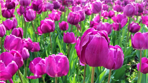 紫色郁金香。華龍網—新重慶客戶端袁舒含 攝