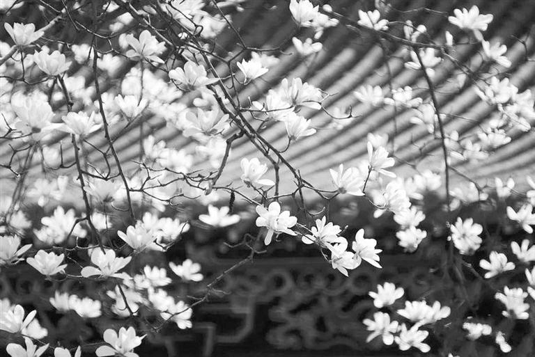 天水雙玉蘭堂，吟杜甫詩 煎泉水茶 賞白石書法