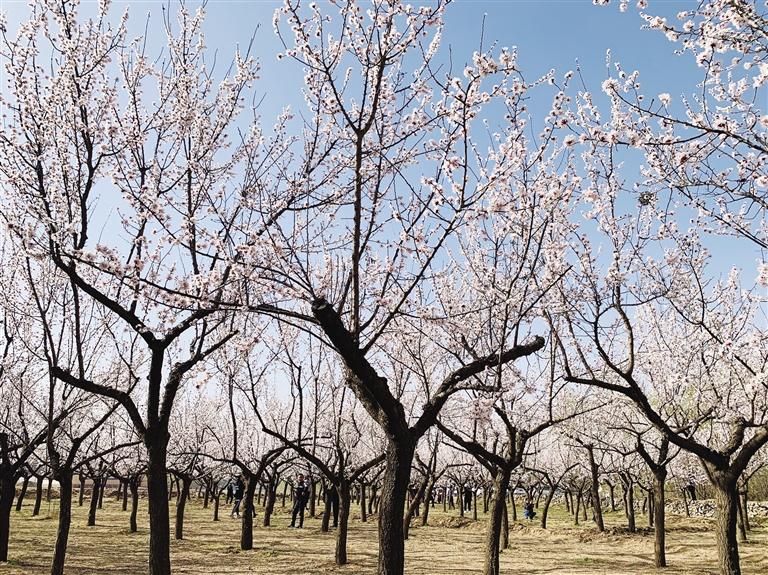 唐汪川的杏花開了！周邊游再添好去處