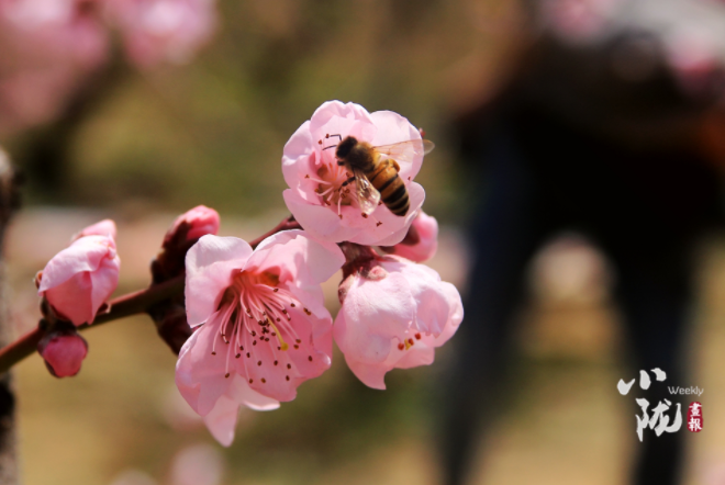 【小隴畫報·113期】最美人間四月天，灼灼桃花映秦安