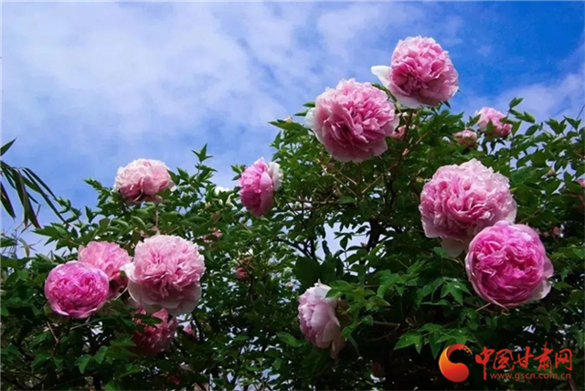 【五一游甘肅】暢游“臨洮縣紫斑牡丹文化旅游節(jié)”，這份攻略請收下！