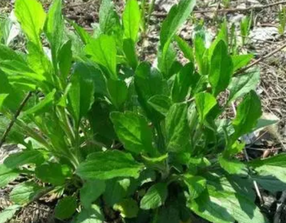 注意！路邊的野菜可不能亂采