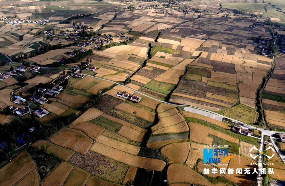 【“飛閱”中國(guó)】甘肅張掖：金色麥田豐收忙