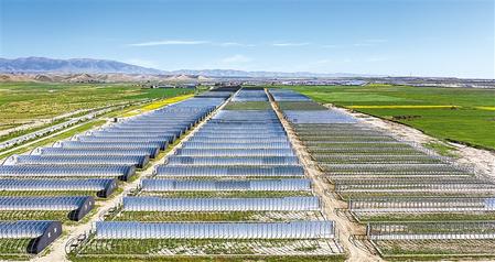 武威天?？h松山鎮(zhèn)德吉新村秀珍菇科技產(chǎn)業(yè)園初具規(guī)模