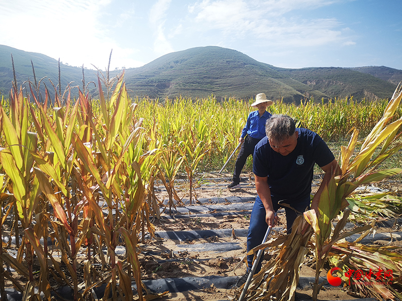 【慶豐收 感黨恩】定西安定：劉鴻奎的豐收節(jié)！