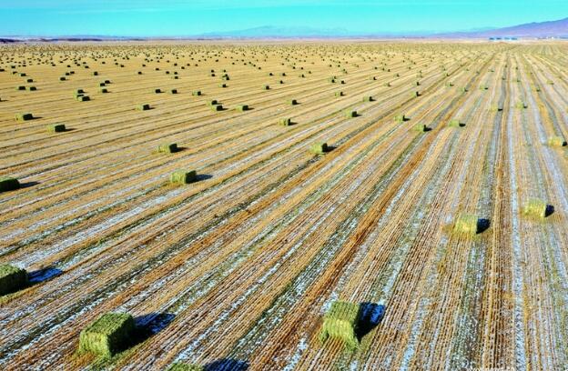 【“飛閱”中國】瞰！山丹馬場撒“青豆”