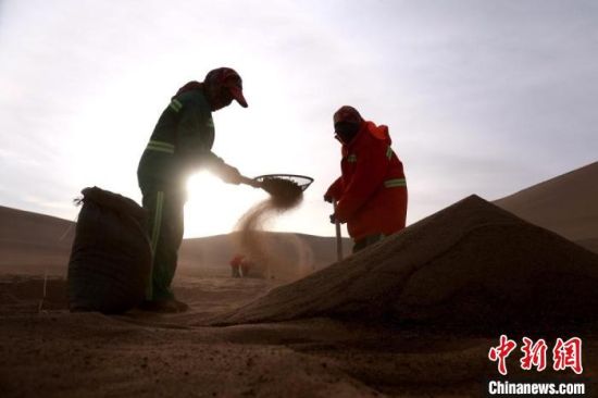 圖為“駱駝保姆”用土方法清理駝糞?！垥粤?攝