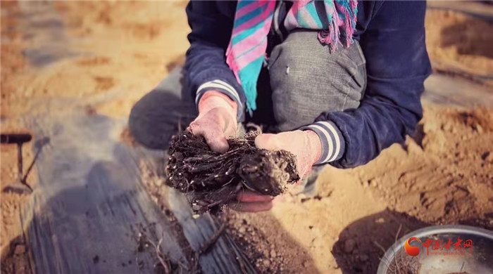 【隴拍客】好消息！榆中縣馬坡鄉(xiāng)在高海拔的馬銜山山麓種植1500畝當歸