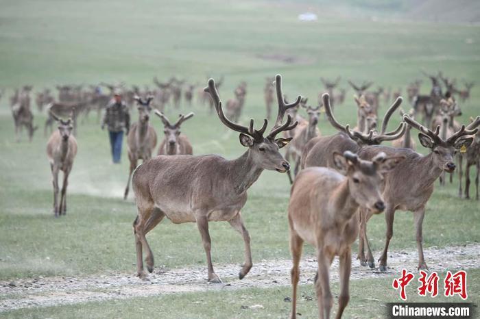 圖為肅南縣馬鹿養(yǎng)殖場內(nèi)的鹿群。　楊艷敏 攝