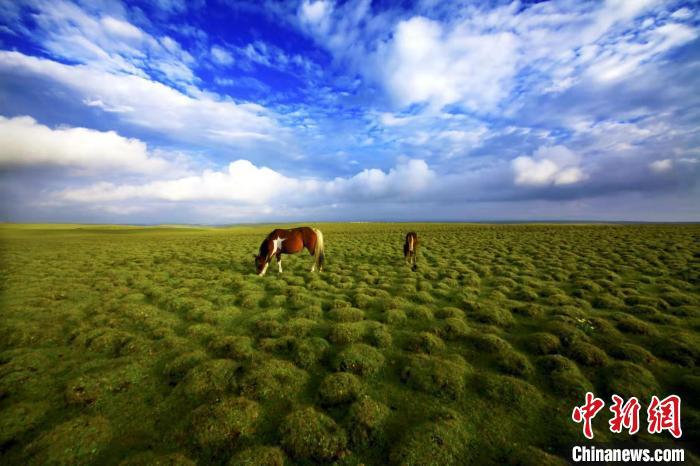 圖為甘肅甘南藏族自治州草原風(fēng)光。(資料圖) 艾慶龍 　攝