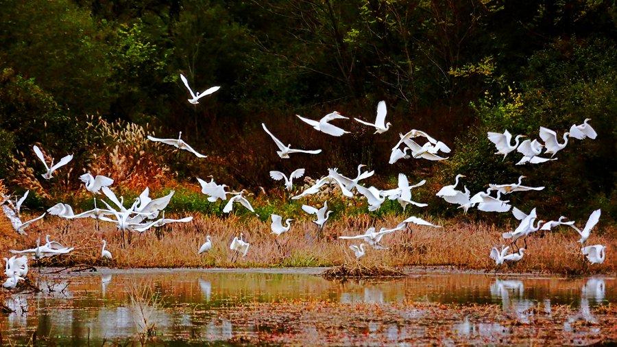 白鷺翩躚舞初冬。吳康軍攝