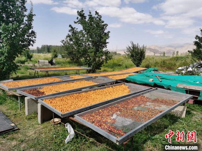 圖為肅北蒙古族自治縣的“李廣杏”。(資料圖) 受訪者供圖