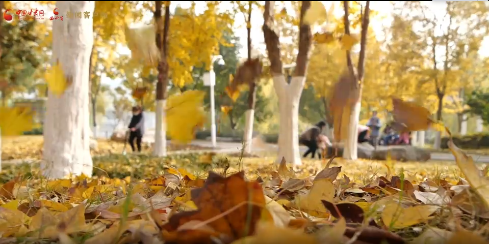 視頻丨立秋:夏色收 秋聲動