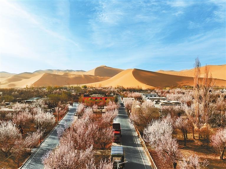 近日，敦煌鳴沙山下的李廣杏杏花陸續(xù)開放，美如畫卷。新甘肅·甘肅日?qǐng)?bào)通訊員　張曉亮