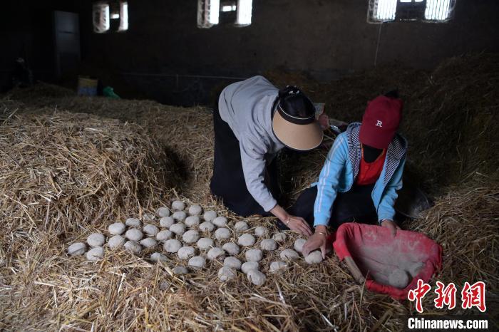 酒曲成型之后入曲房，入室之前要灑水，再鋪青稞草，防止曲塊的水分被吸走，曲房內(nèi)有通風(fēng)道、窗戶、暖氣、電熱爐等各種控制曲房溫度的設(shè)備。圖為5月10日，工作人員將成型的曲塊搬運到曲房。九美旦增　攝