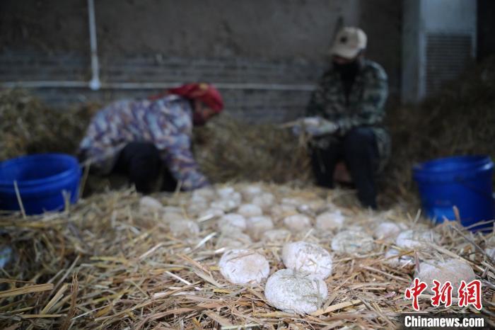 酒曲從曲坯入房培養(yǎng)到培養(yǎng)結(jié)束，整個培養(yǎng)周期控制在4至8天，曲坯的要求光滑，軟硬適宜，手按曲坯不松散，結(jié)實，薄厚一致。圖為5月10日，工作人員準備將培養(yǎng)好的曲坯拿到外面晾曬。九美旦增　攝