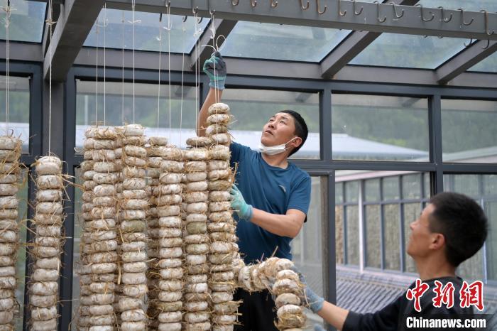 圖為5月10日，工作人員將用青稞面和青稞草等制成的曲坯用繩子串起來晾曬。九美旦增　攝
