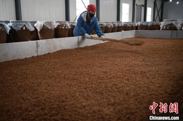 圖為5月10日，工作人員整理鋪撒的酒醅。九美旦增　攝