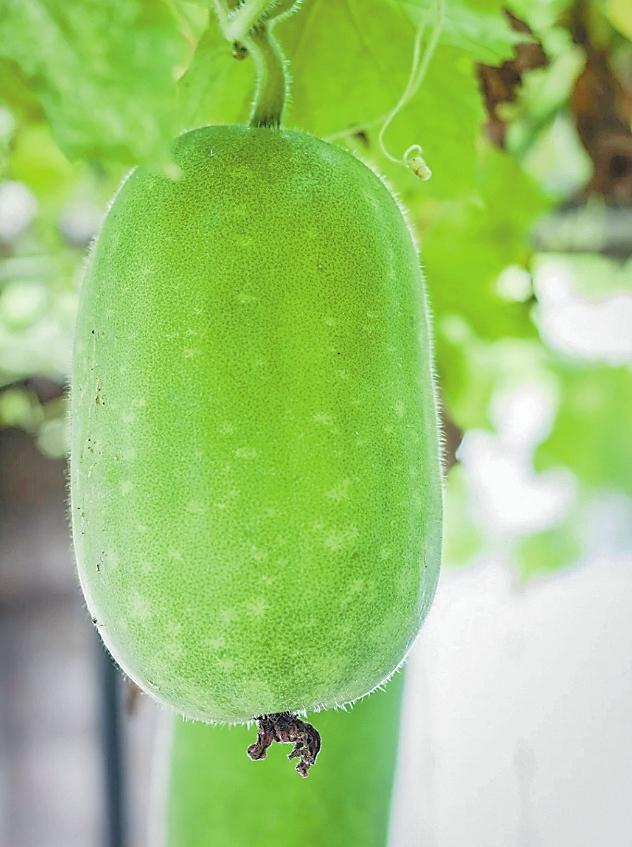 看史上最早"吃瓜群眾"花式切瓜　古人也能實現瓜果自由