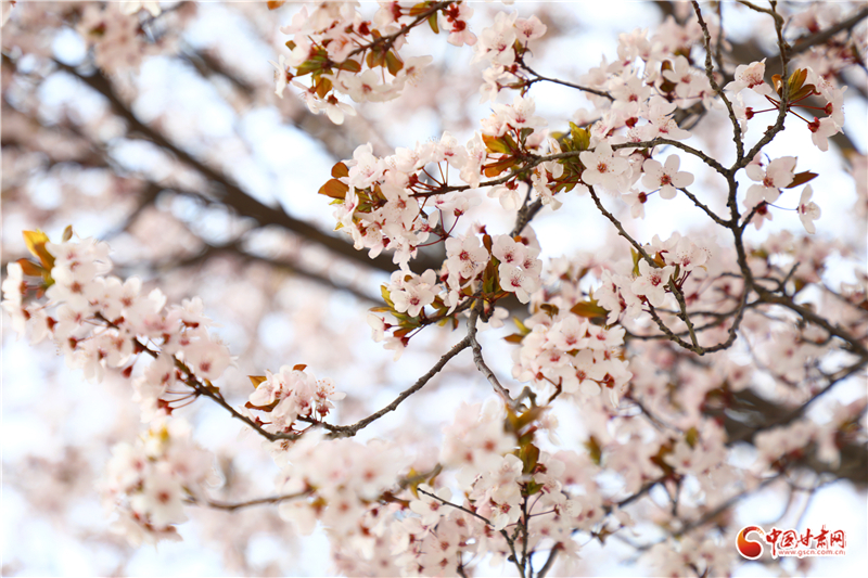春動(dòng)隴原·隴拍客丨春風(fēng)拂古冀 花開(kāi)醉游人