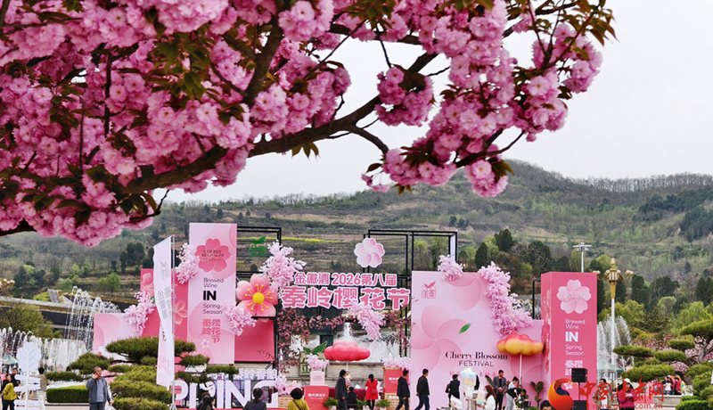 圖集｜“櫻”你而美，共赴金徽春日之約