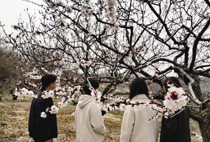 又見(jiàn)西固金溝杏花滿(mǎn)枝頭