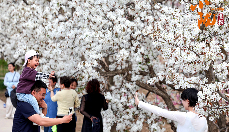 【小隴畫報(bào)·483期】皋蘭：梨花成雪，半園春秋半園詩